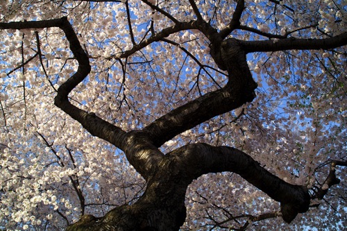 Cherry Tree, Branchbrook Park, Newark, NJ.jpg